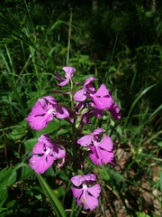 Platanthera peramoena