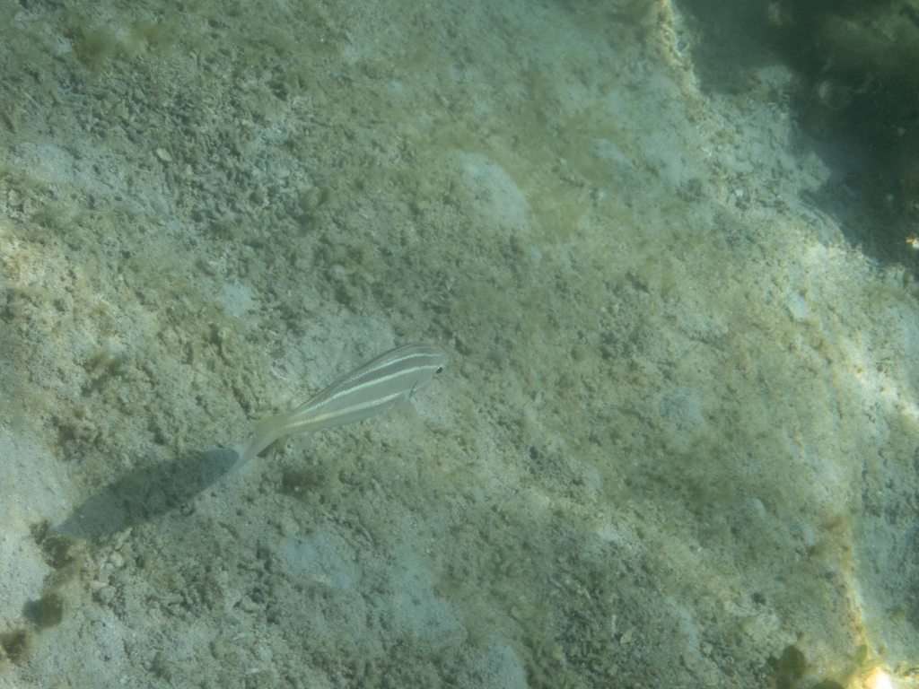 Threadtail bream