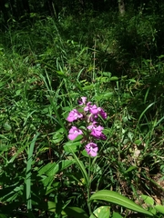Platanthera peramoena