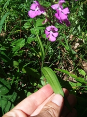 Platanthera peramoena