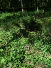 Platanthera peramoena