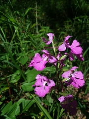 Platanthera peramoena