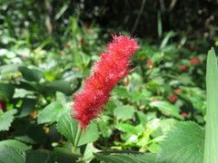 Acalypha herzogiana
