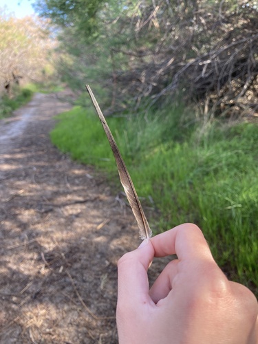 Plume de Hirondelle rousseline