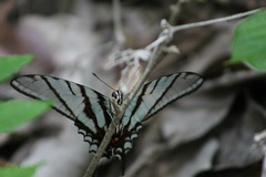 Protographium epidaus fenochionis