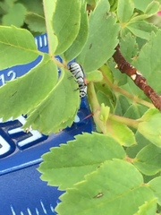 Coleothorpa vittigera