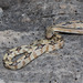 Trans-pecos Ratsnake - Photo (c) Ashley Wahlberg (Tubbs), some rights reserved (CC BY-ND)