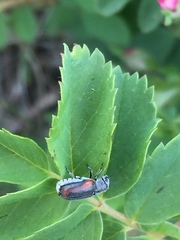 Coleothorpa vittigera