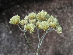 Achyrocline saturejoides