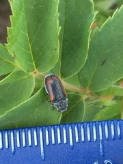 Coleothorpa vittigera