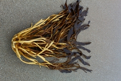 Lessonia trabeculata