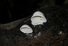 Gloeoporus phlebophorus