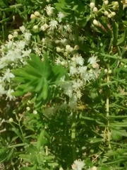 Asparagus densiflorus