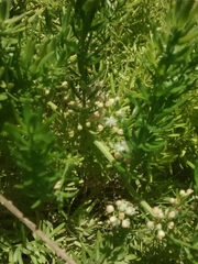 Asparagus densiflorus