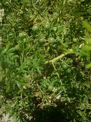 Asparagus densiflorus