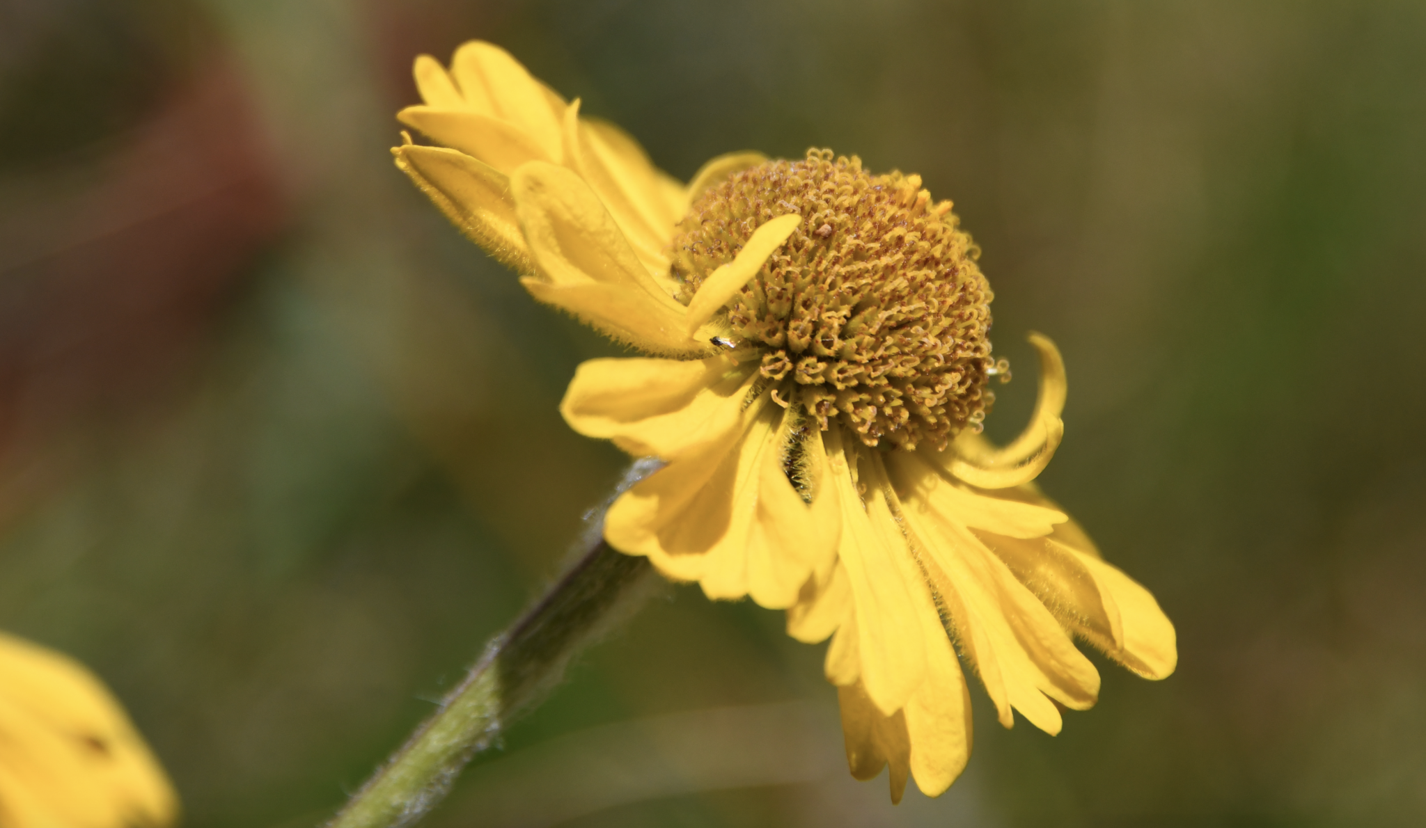 Image of Helenium bolanderi by (c) Karen and Mike, some rights reserved (CC BY)