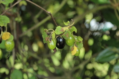 Salpichroa tristis