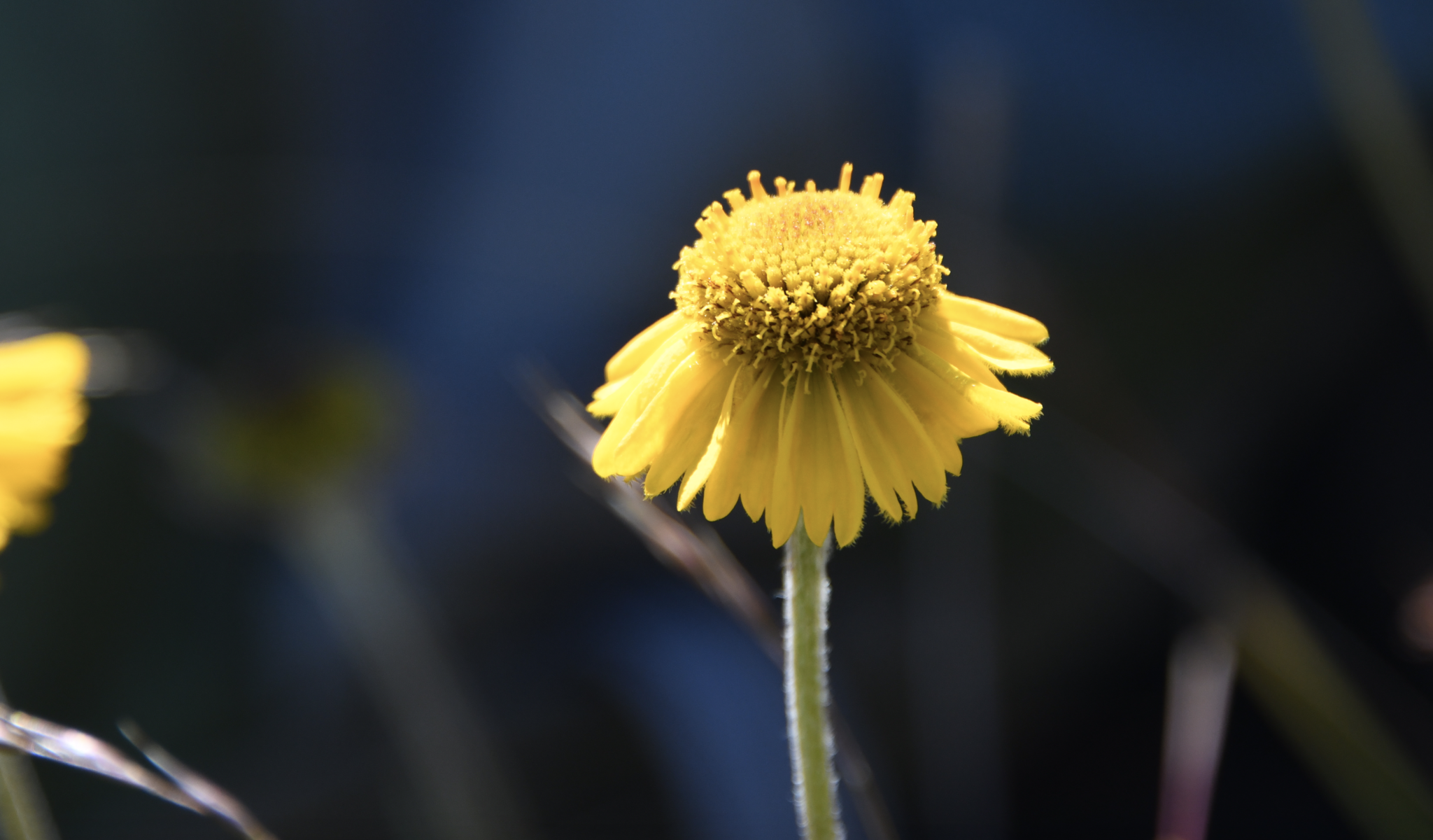 Image of Helenium bolanderi by (c) Karen and Mike, some rights reserved (CC BY)