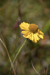 Helenium bolanderi