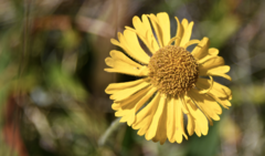 Helenium bolanderi