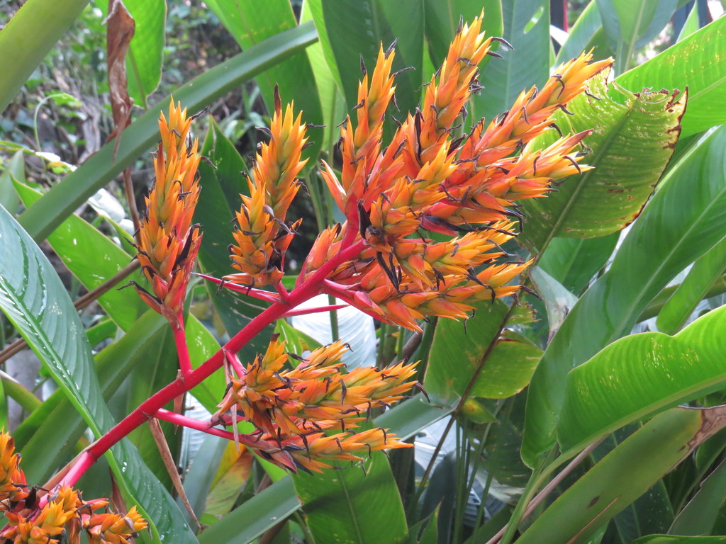 Aechmea rubens; photograph (c) Diogo Luiz, some rights reserved (CC BY)