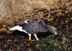 Chloephaga hybrida hybrida