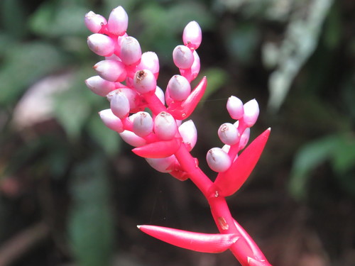 Aechmea weilbachii