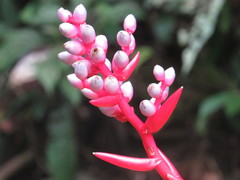 Aechmea weilbachii
