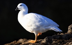 Chloephaga hybrida hybrida