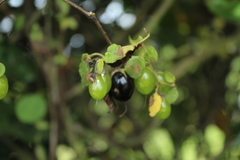 Salpichroa tristis