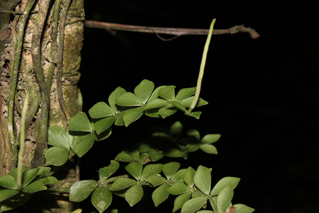 Peperomia quaesita