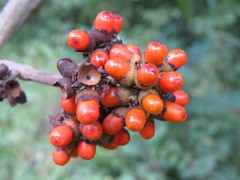 Aegiphila integrifolia