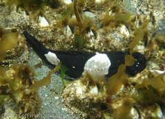 Mosshead Sculpin photo 3