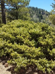 Arctostaphylos parryana