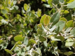 Arctostaphylos parryana