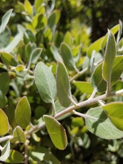 Arctostaphylos parryana