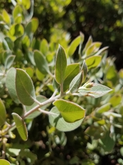 Arctostaphylos parryana