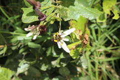 Passiflora bogotensis