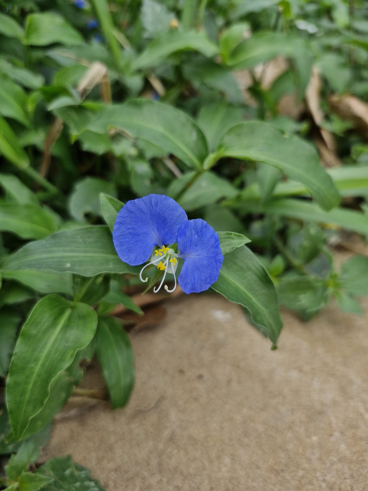 Commelina erecta