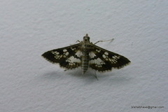 Sameodes cancellalis