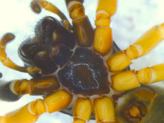 Trachelopachys gracilis