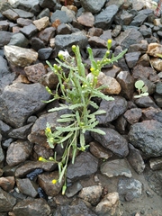 Senecio dubitabilis