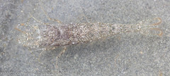 Crangon nigricauda