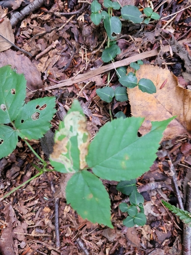 Agromyza vockerothi