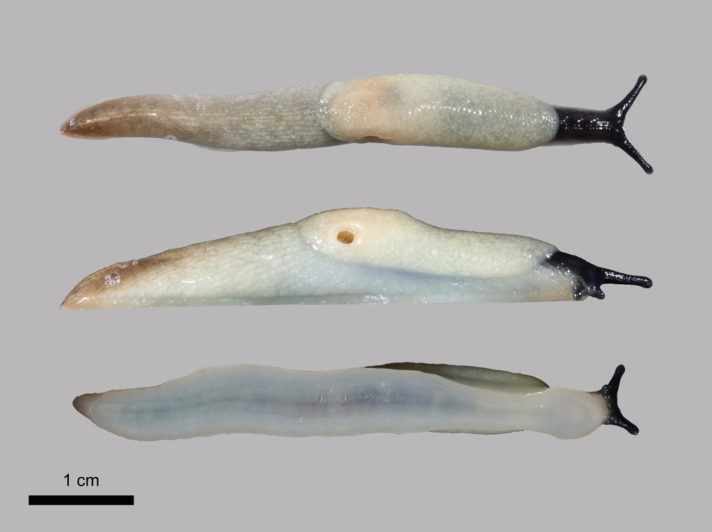 Krynickillus melanocephalus