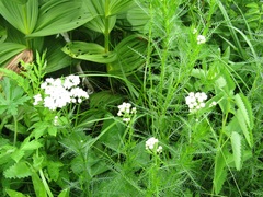 Achillea impatiens
