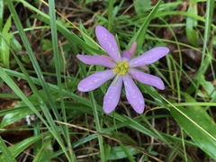 Sabatia capitata