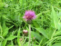 Cirsium helenioides