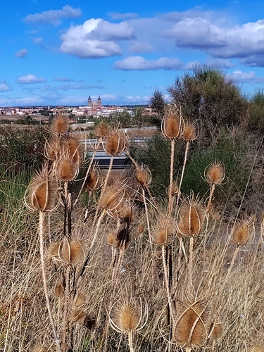 Dipsacus fullonum
