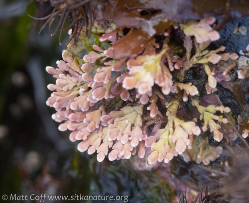 Enigmatic coral seaweed (Bossiella frondescens)